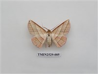 藏品(尺蛾2)的圖片